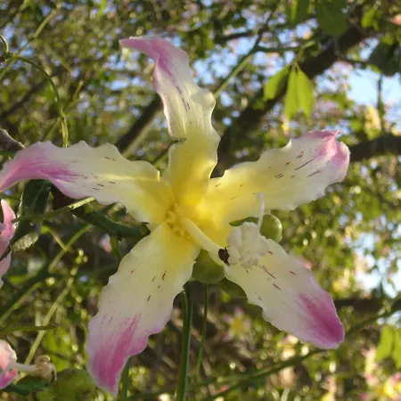 Cuore Di Palme Apartmanhotel 4*