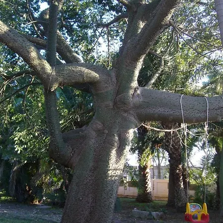 Cuore Di Palme